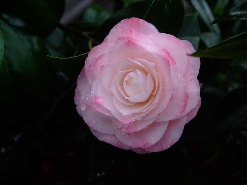 ����� 2014-3-29 086.jpg