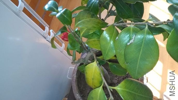 ���濿ǽ��һֱû����Ҷ�ӷ��ơ��Ѿ���ʼ���ء�����ô���¡��᲻������