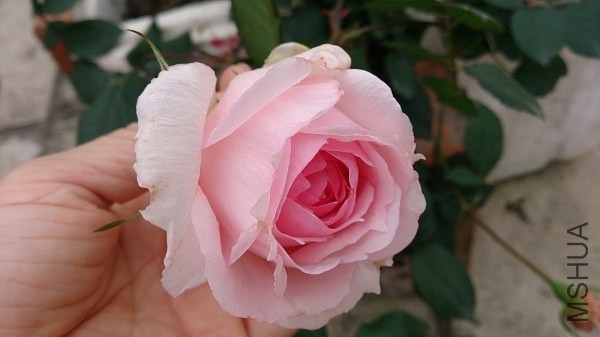 DSC_0158.jpg