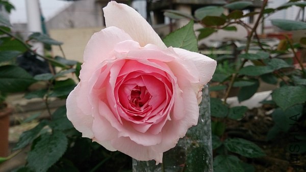 DSC_0170.jpg