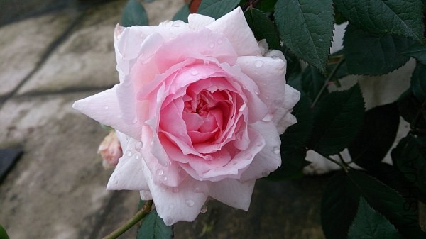 DSC_0244.jpg