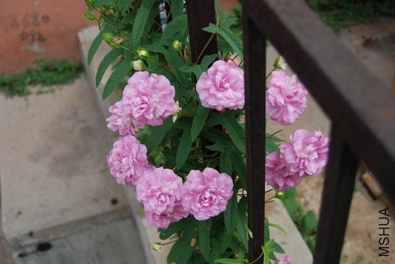 DSC_0018.jpg