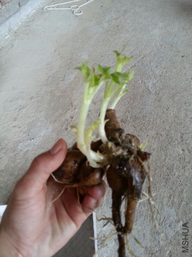 ԰���� (2).jpg