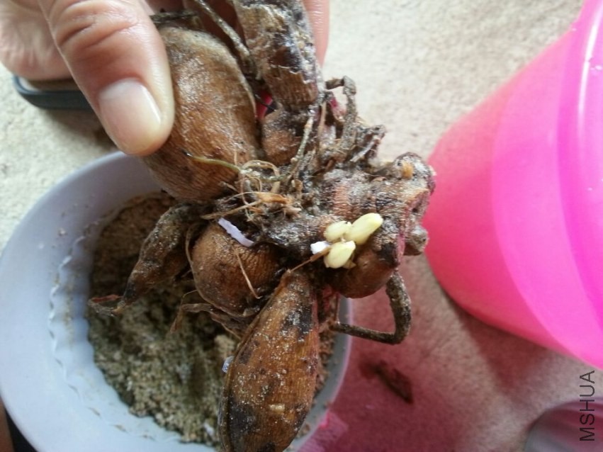 ������ (2).jpg