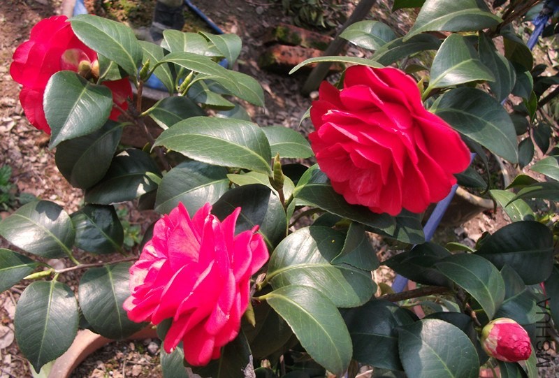 DSCF7569_����.jpg