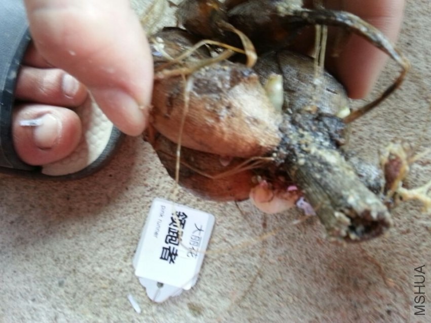 ������ (1).jpg