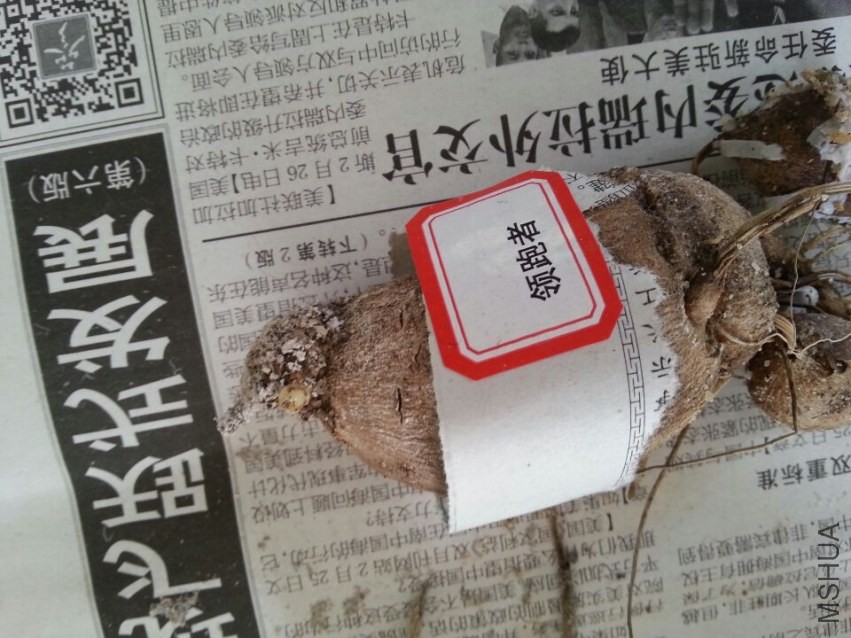 ������ (2).jpg