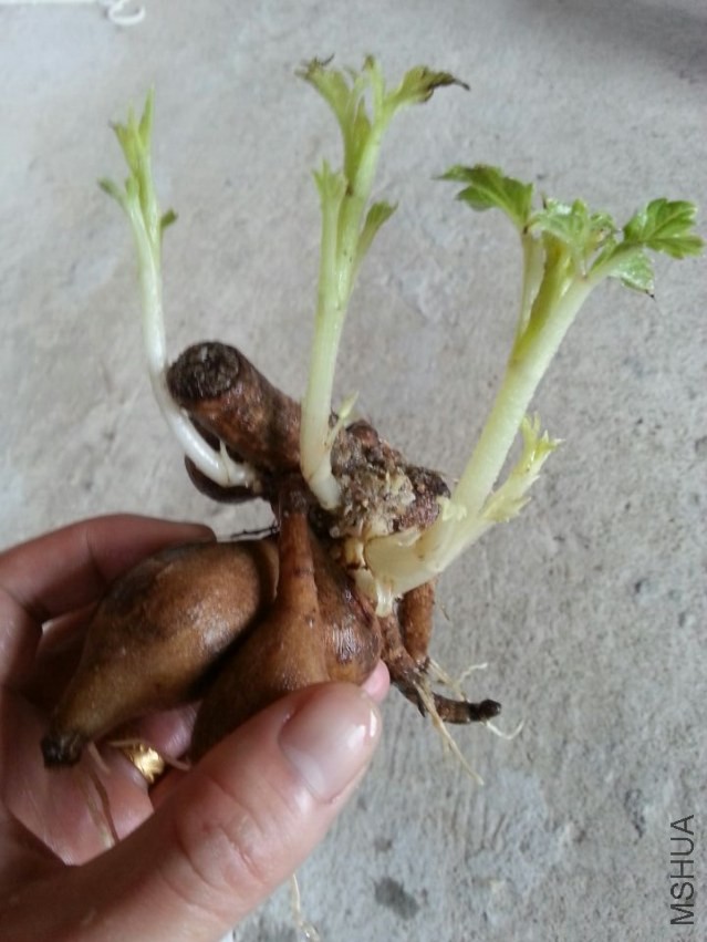 ԰���� (1).jpg