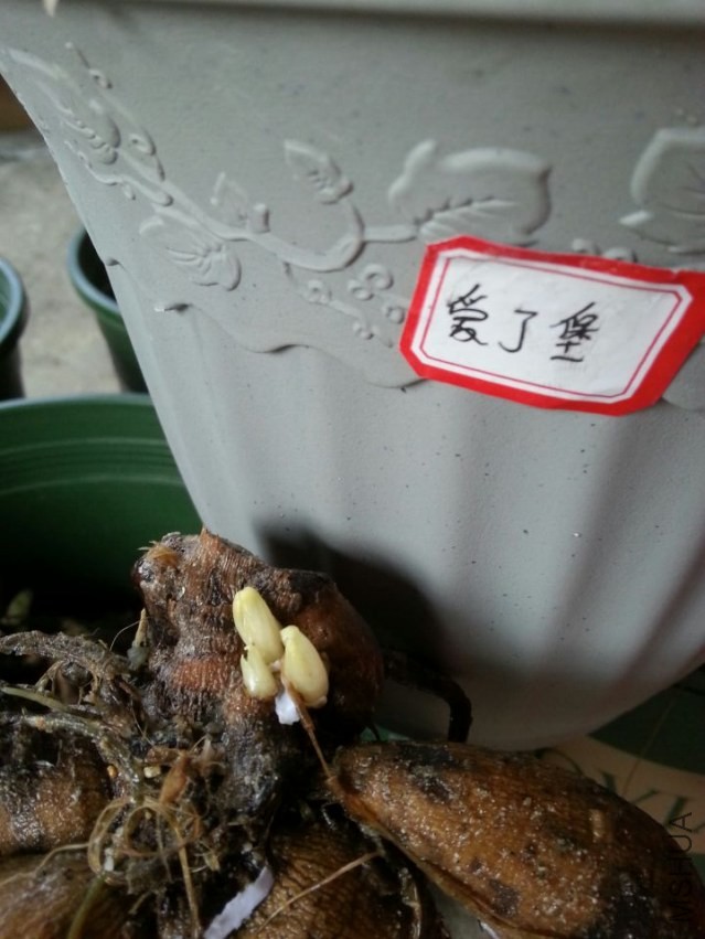 ������ (1).jpg