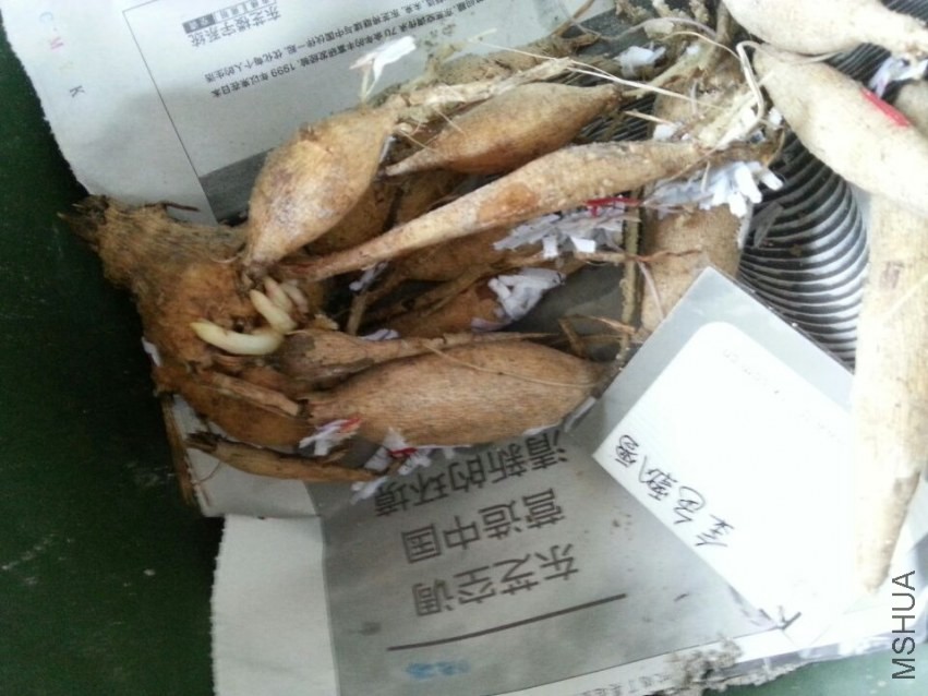 ��ɫƮѩ (1).jpg