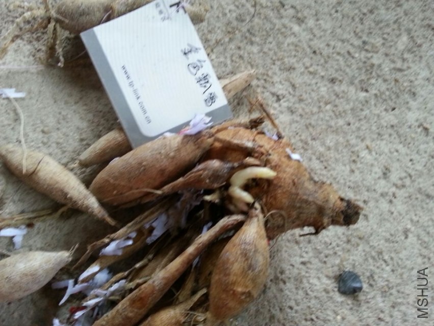 ��ɫƮѩ (2).jpg