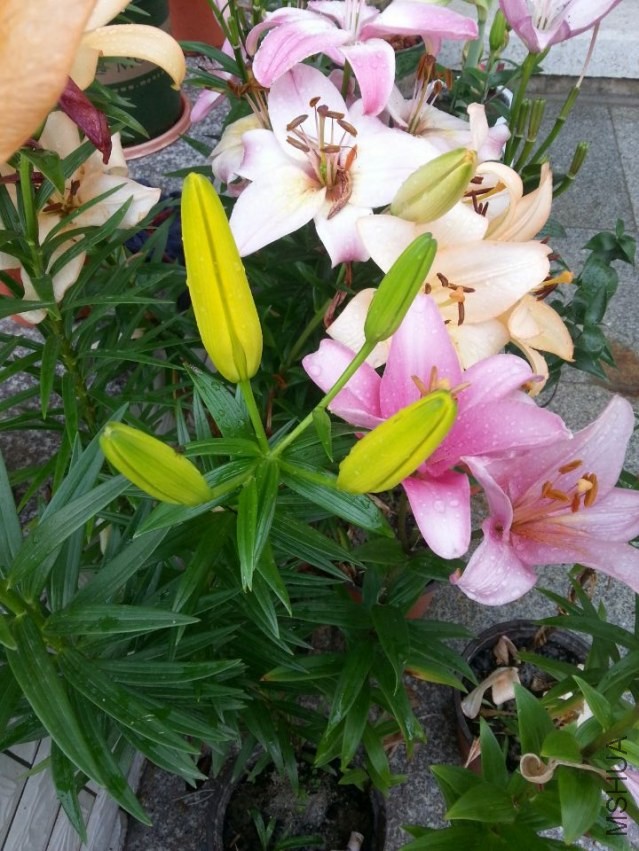 ���� (3).jpg