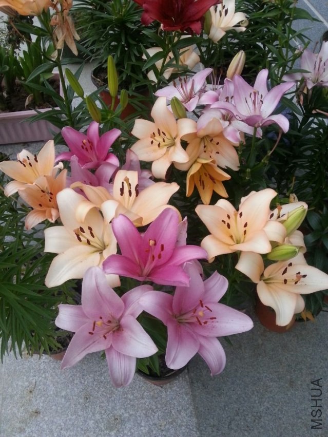 ���� (2).jpg