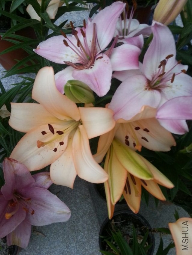 ���� (6).jpg