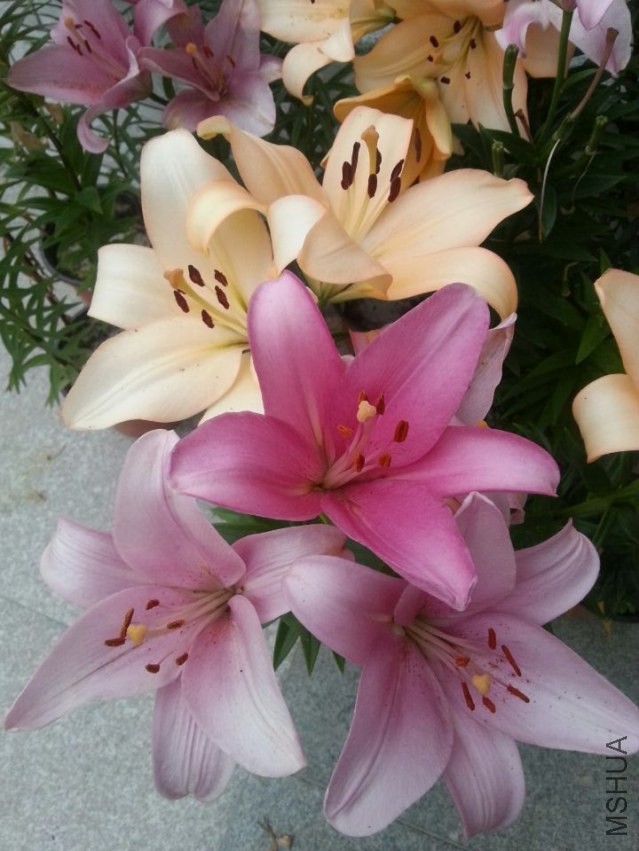 ���� (8).jpg