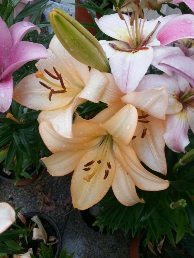 ���� (9).jpg