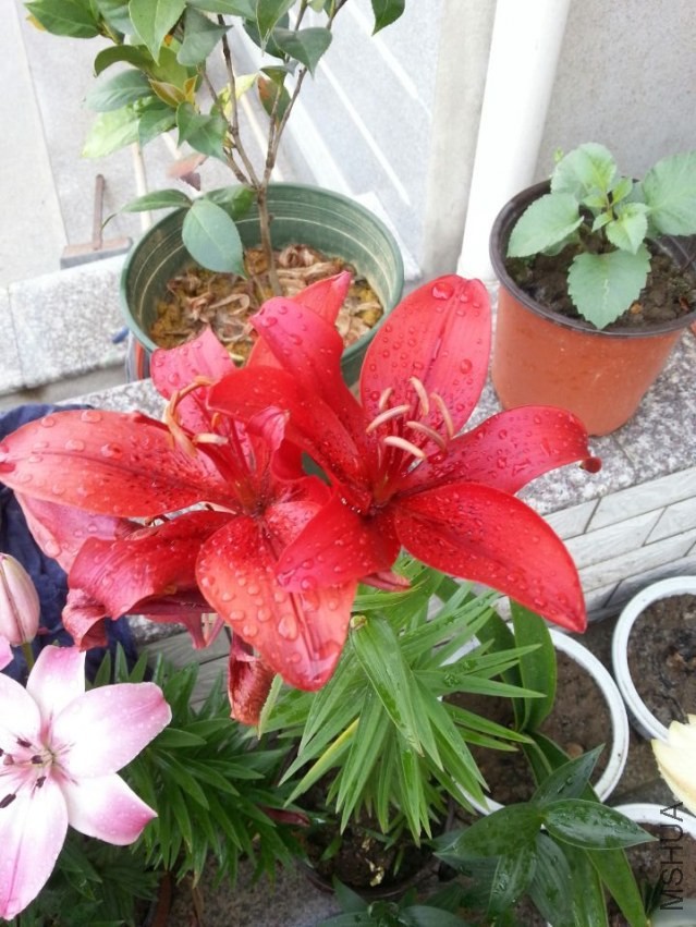 ������ (1).jpg