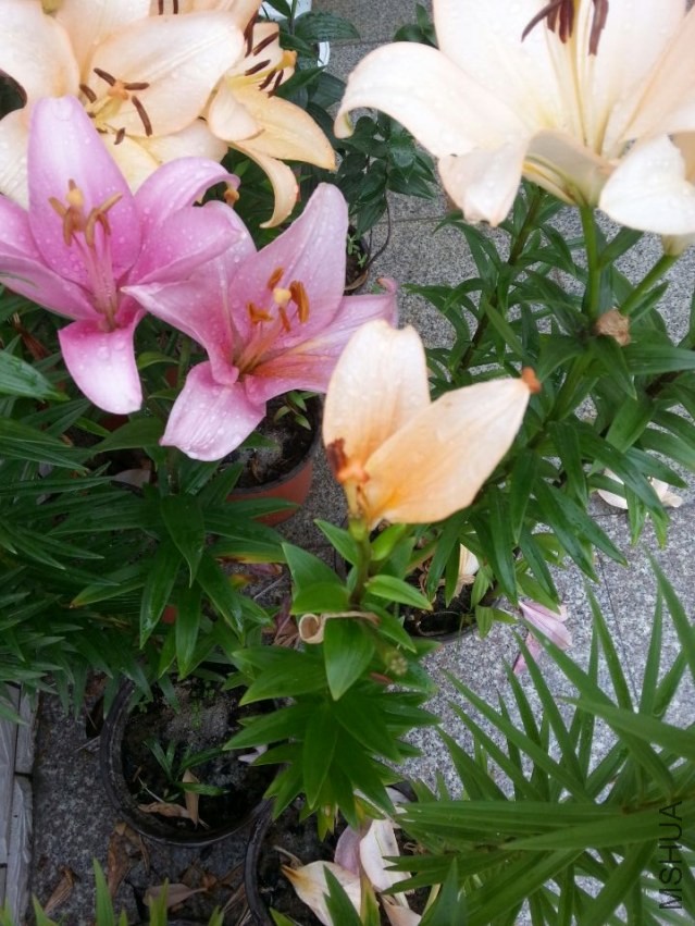 ���ܵ� (1).jpg