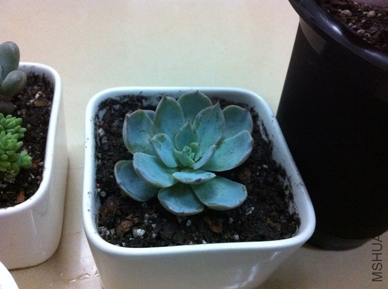 Ƥ����ʯ��