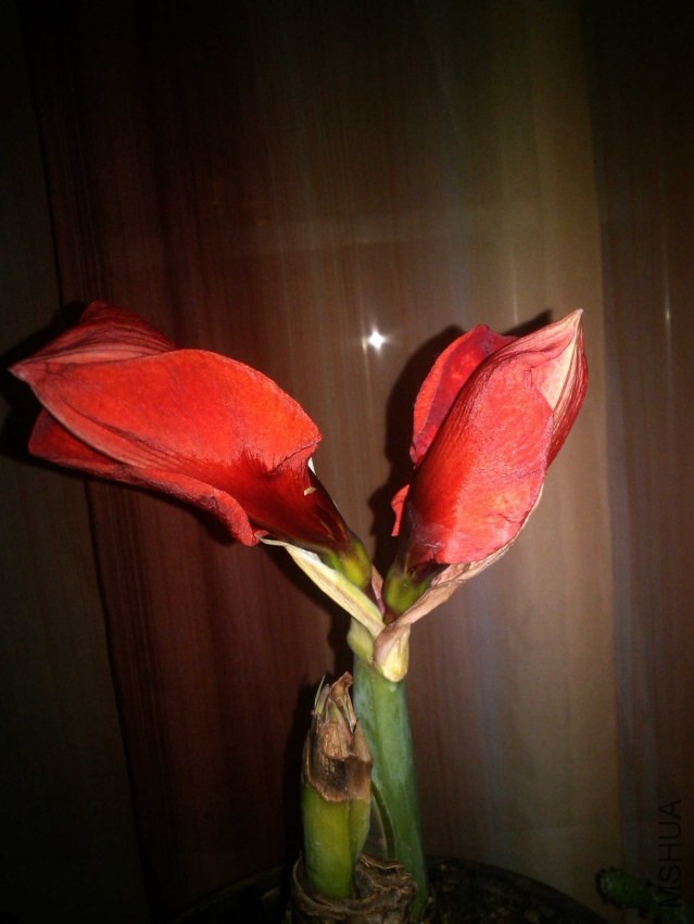 IMG_20140325_215638.jpg