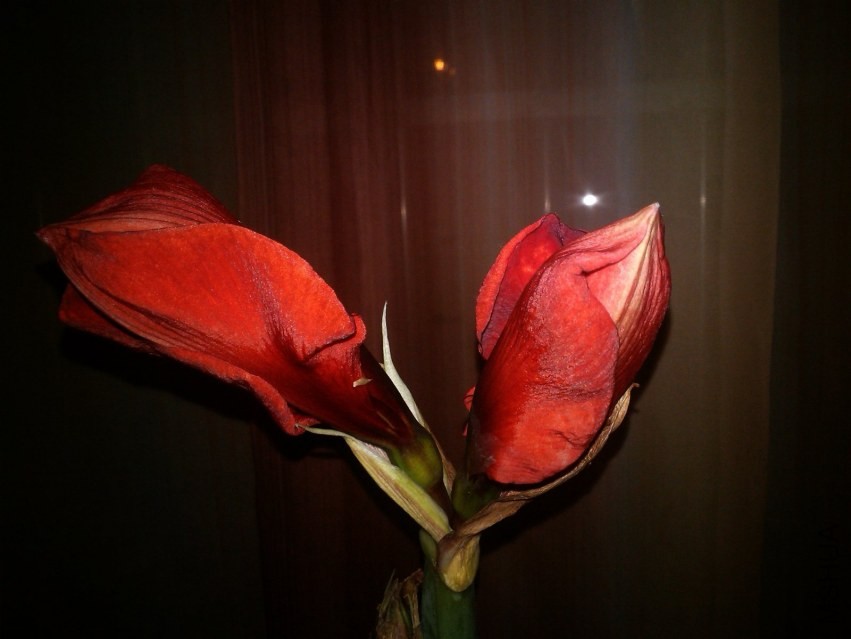 IMG_20140325_215911.jpg
