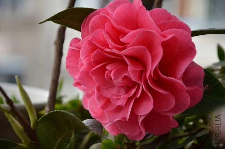 ������С DSC_2219.JPG