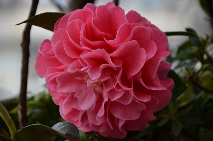 ������С DSC_2238.JPG