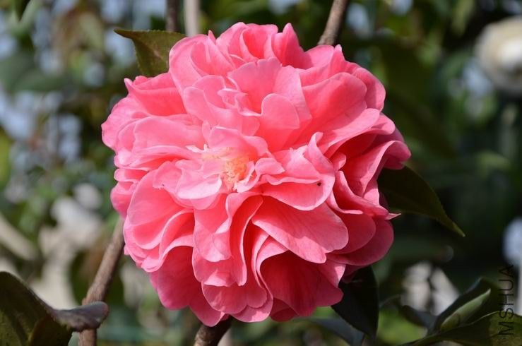 ������С DSC_2269.JPG