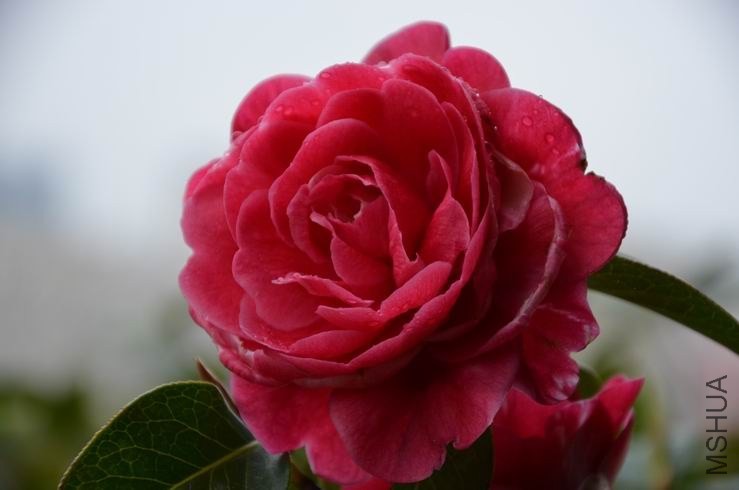 ������С DSC_2230.JPG