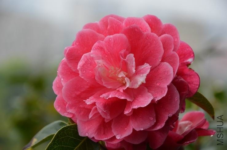 ������С DSC_2253.JPG