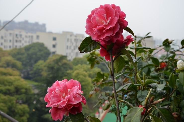 ������С DSC_2255.JPG