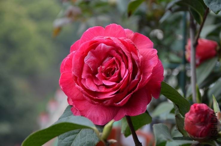 ������С DSC_2257.JPG