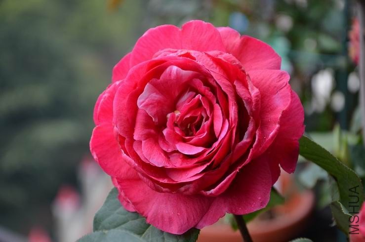 ������С DSC_2260.JPG