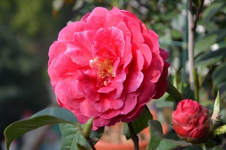 ������С DSC_2282.JPG