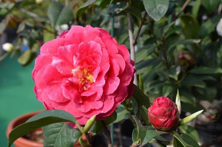 ������С DSC_2287.JPG