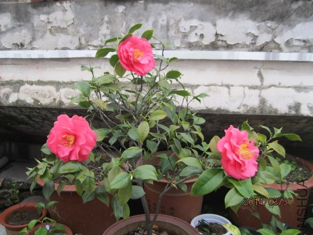 IMG_2945.jpg