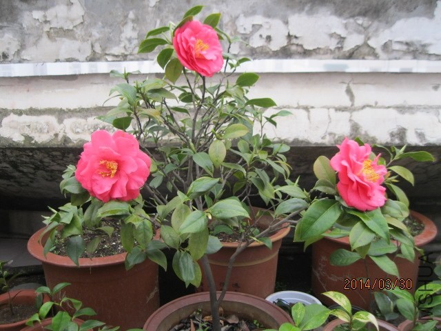 IMG_2946.jpg
