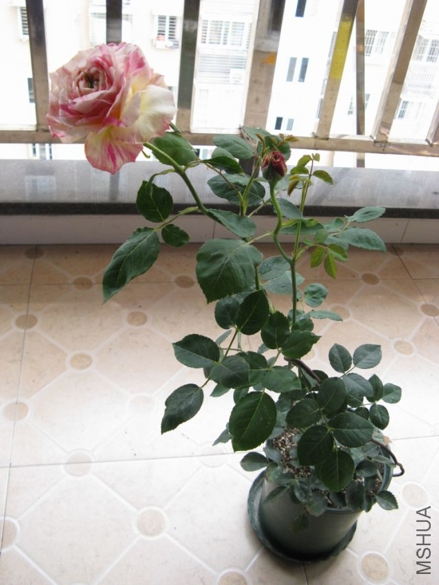 2014033001.jpg