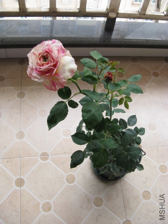2014033002.jpg