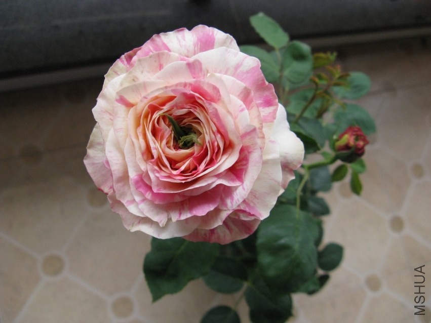 2014033003.jpg