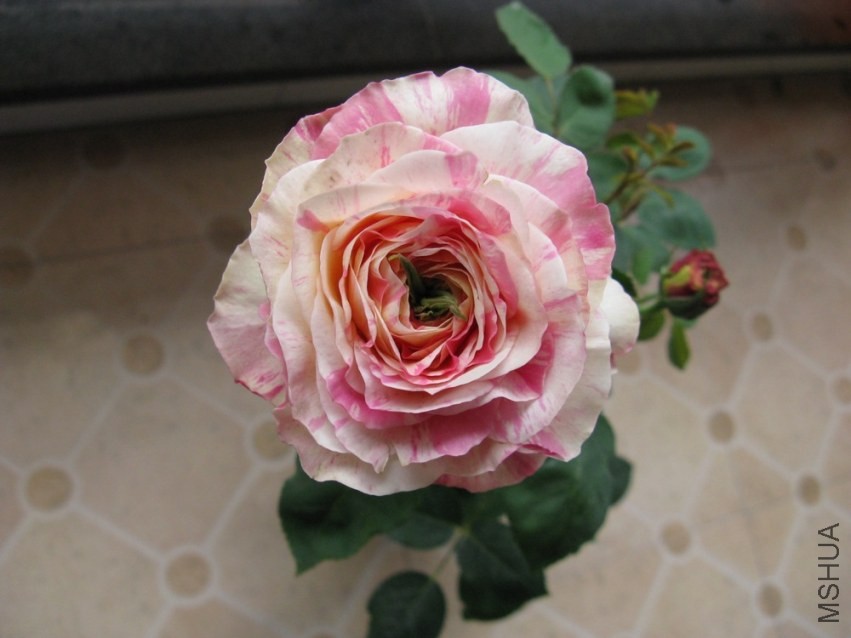 2014033004.jpg
