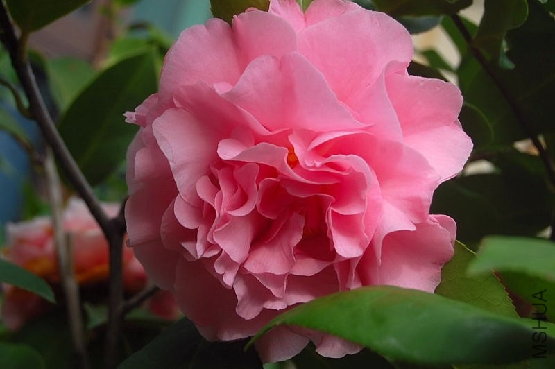 DSC_00210021.JPG