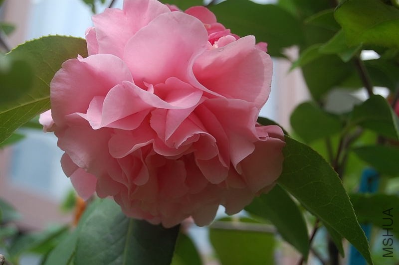 DSC_00300030.JPG