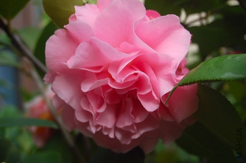 DSC_00200020.JPG