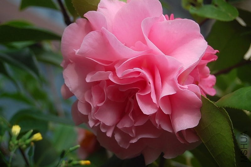 DSC_00260026.JPG