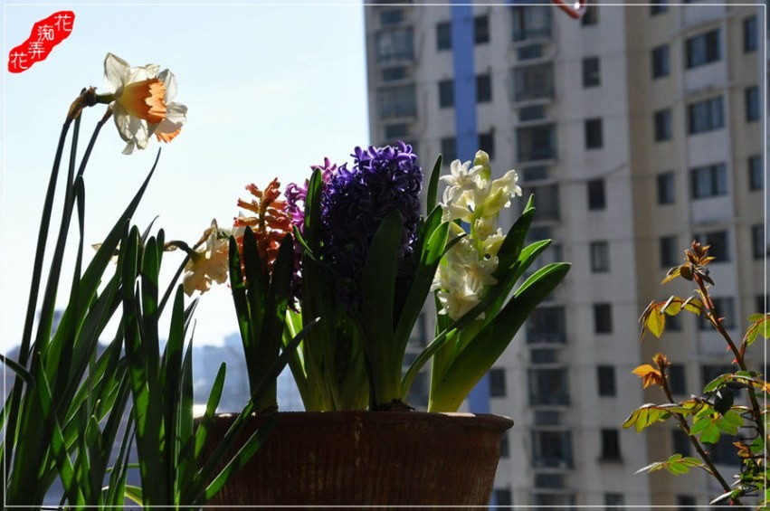 DSC_9117.jpg
