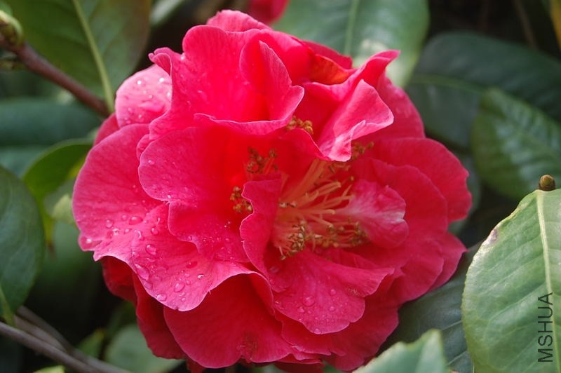 DSC_00070007.JPG