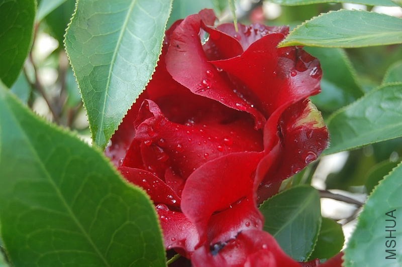 DSC_02380238.JPG
