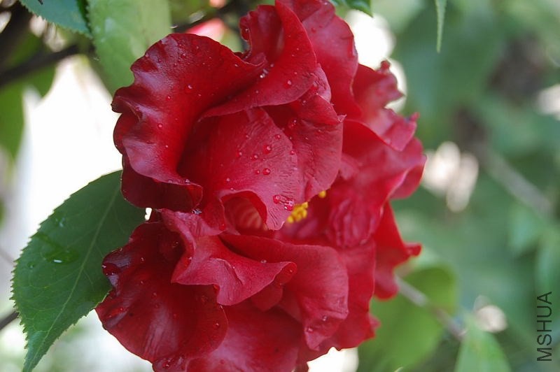 DSC_02480248.JPG