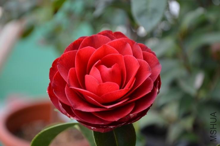 ������С DSC_2313.JPG